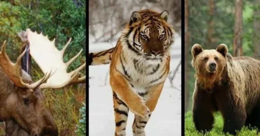 Wildlife in Coniferous Forest