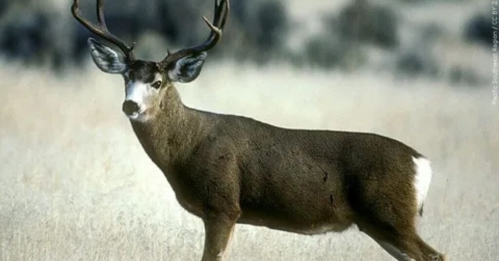 Zion National Park Wildlife