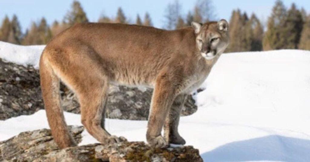 Zion National Park Wildlife