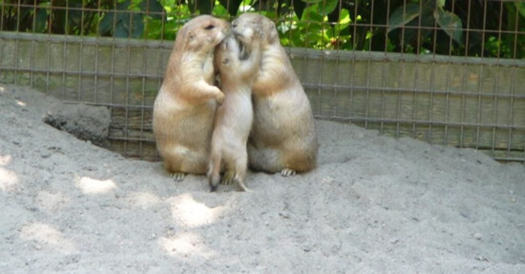 Explore Randall Oaks Zoo: Animals