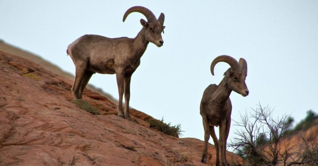 Zion National Park Wildlife