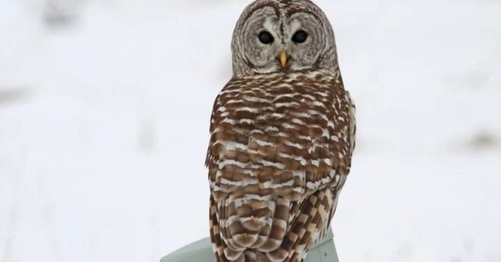 Pennsylvania Wildlife