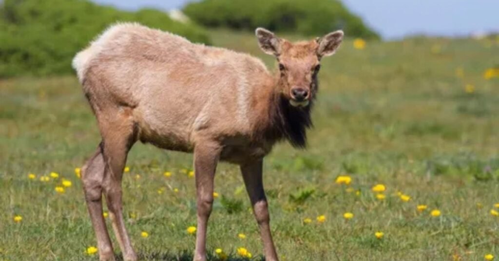 Pennsylvania Wildlife