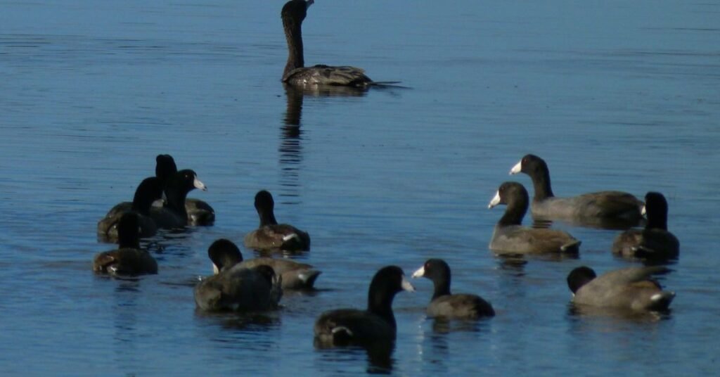 Wildlife Works Panorama