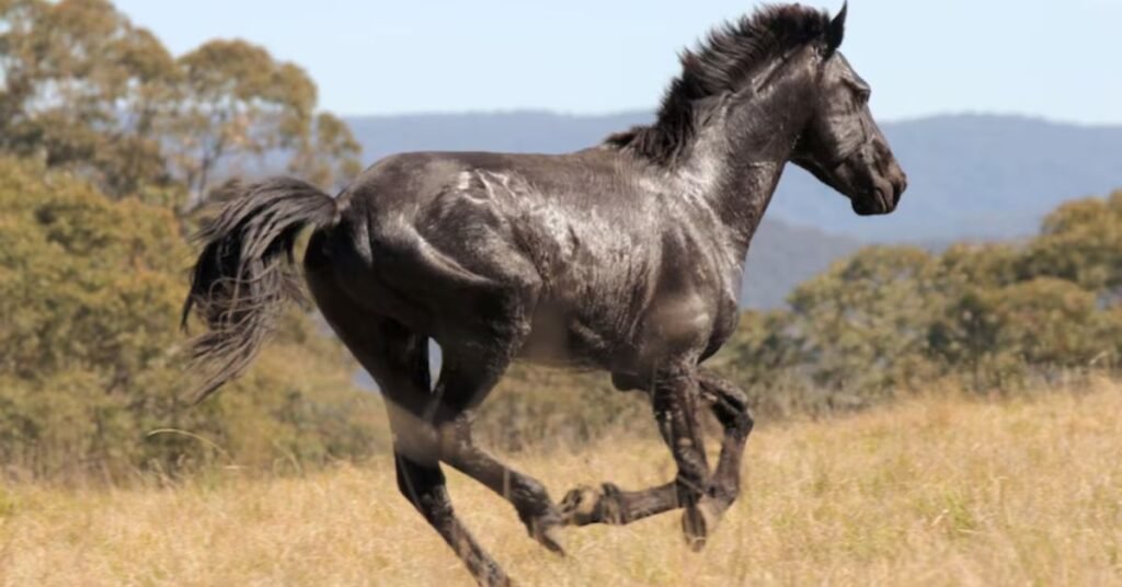 Brumbies Horses
