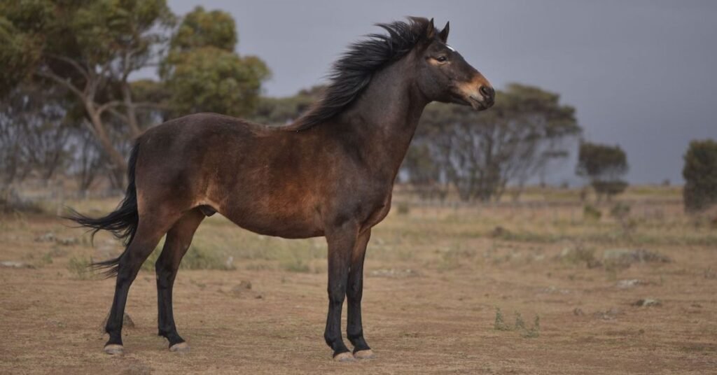 Brumbies Horses