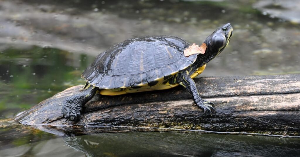 Good names for turtles