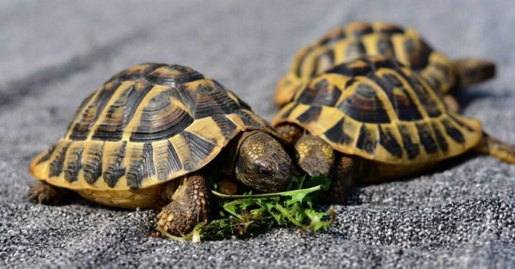 Good names for turtles
