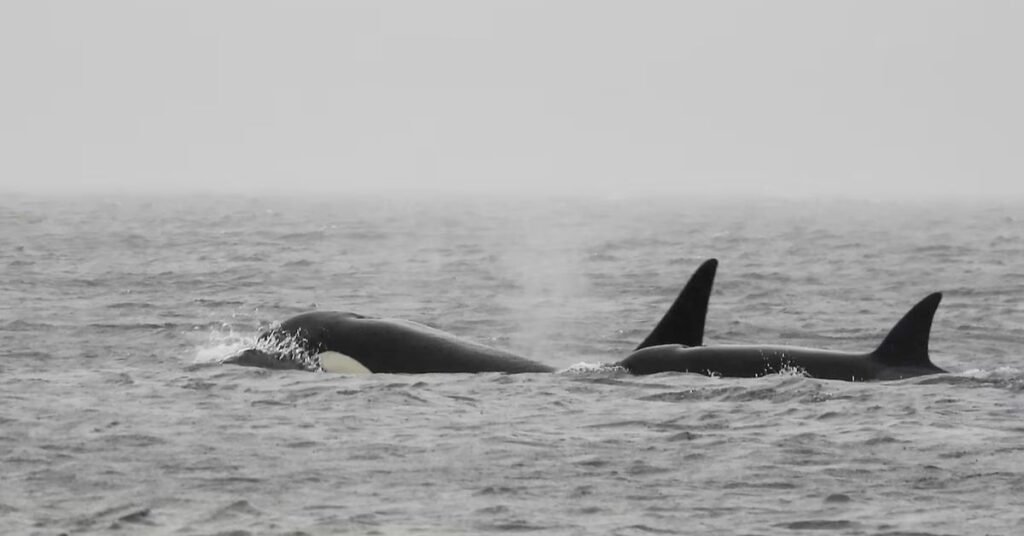 How do orcas defend themselves