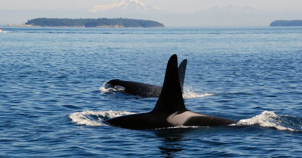 How do orcas defend themselves