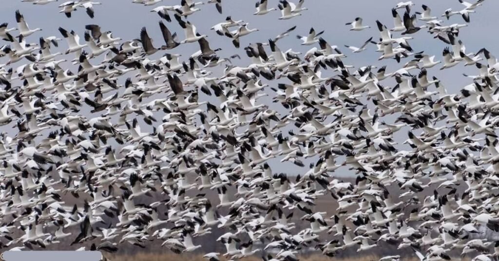 How many birds are in the world