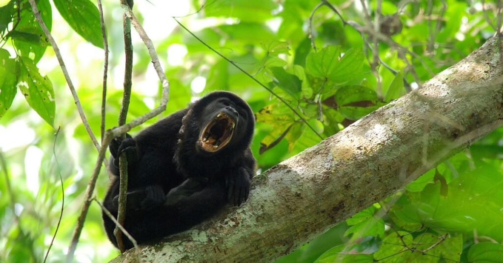 Loudest Animal on Earth