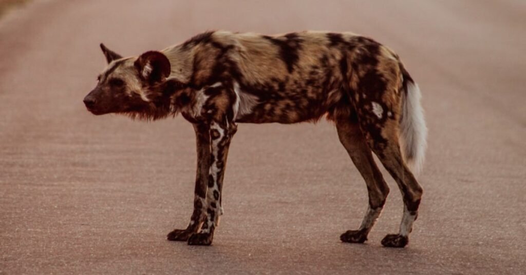 Loudest Animal on Earth
