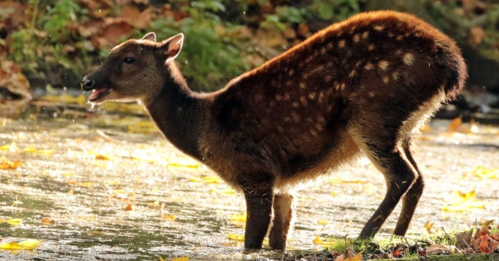Philippines mammals