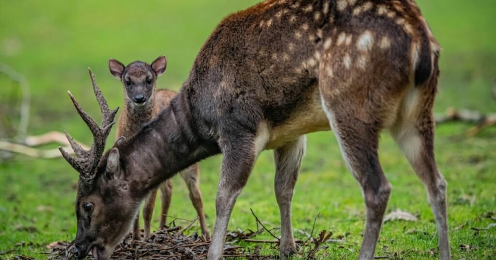 Philippines mammals