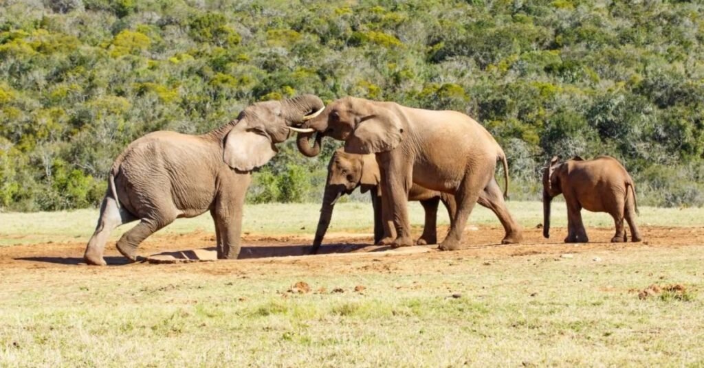 South Africa Animals