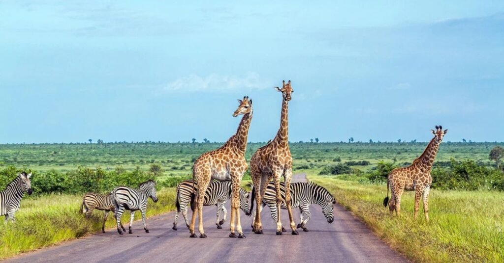 South Africa Animals