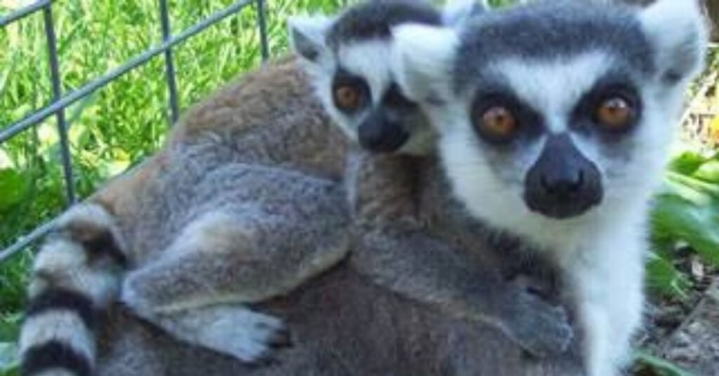 hovatter's wildlife zoo​