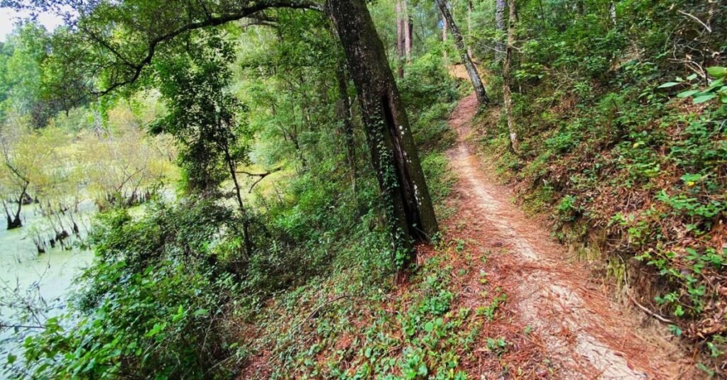 croom wildlife management area