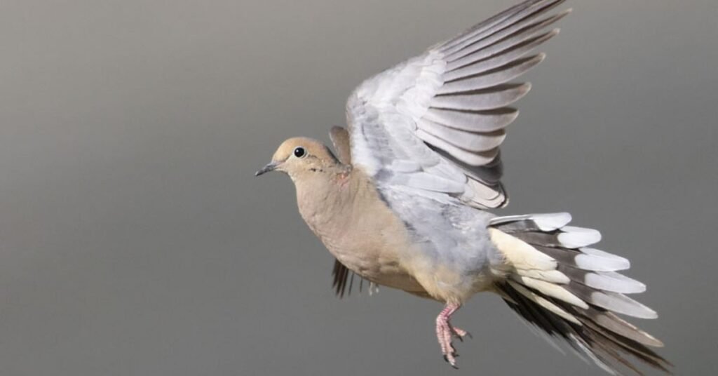 how fast can a dove fly
