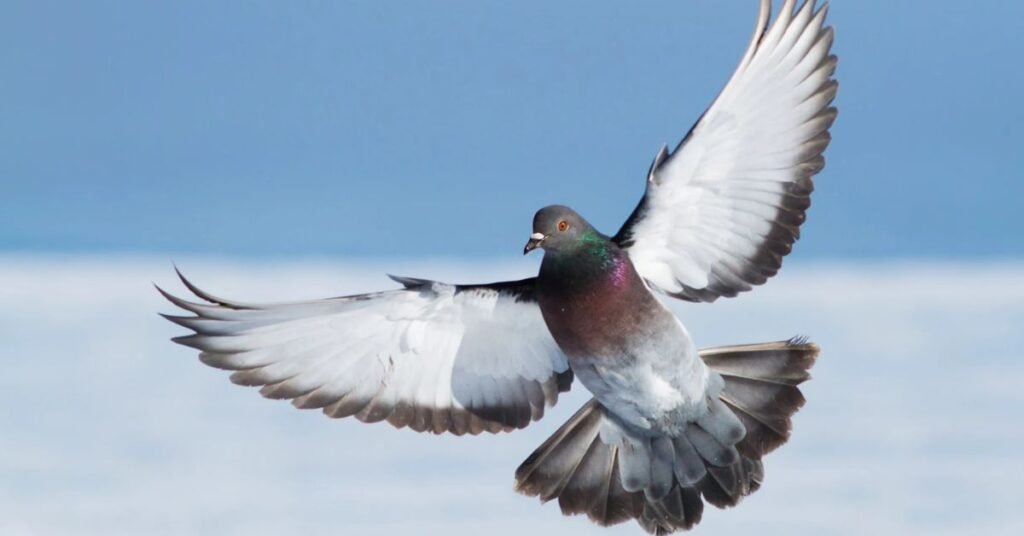 how fast can a dove fly