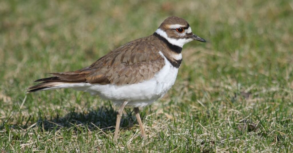 killdeer plains wildlife area​