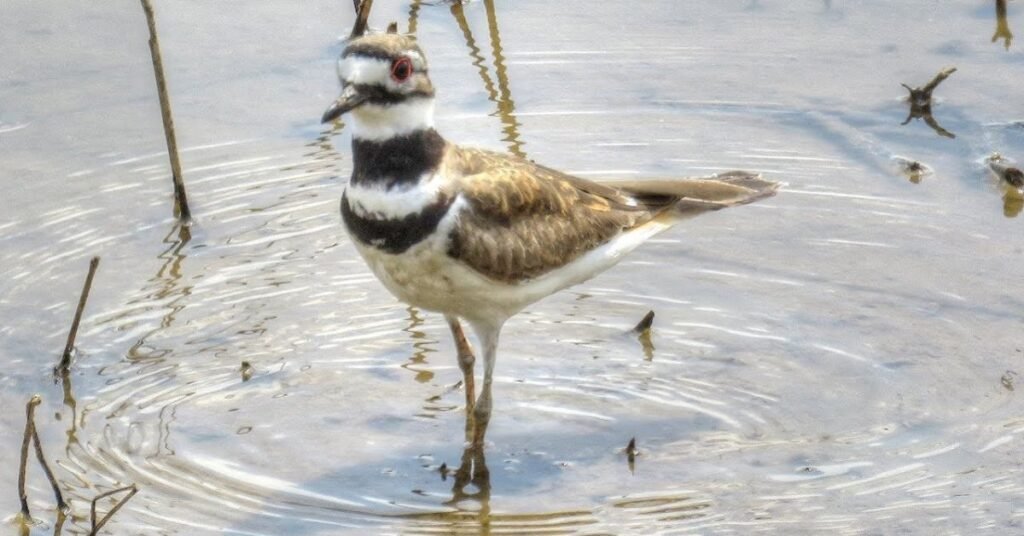 killdeer plains wildlife area​