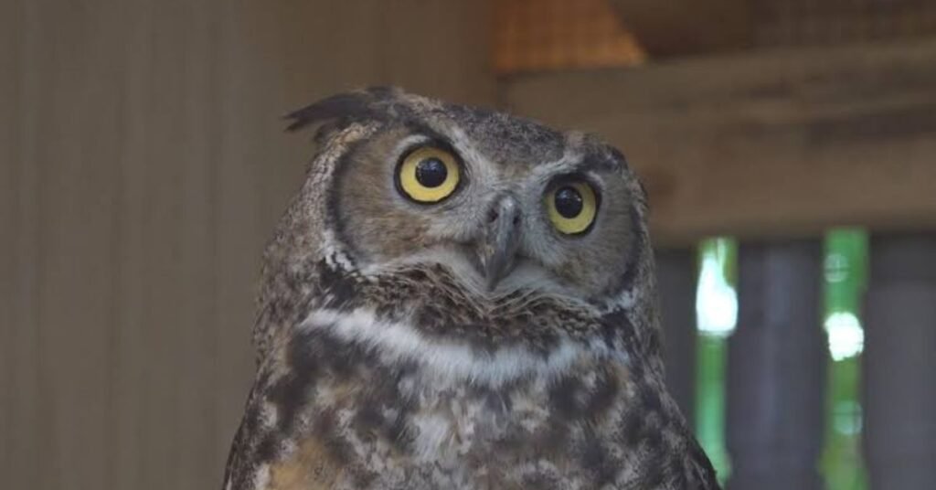 raven ridge wildlife center