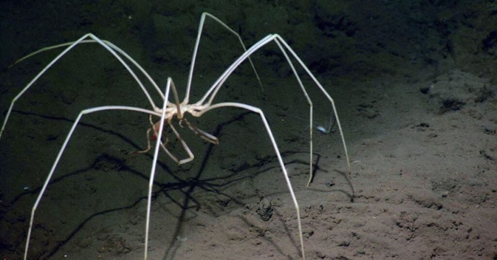 sea spider bite