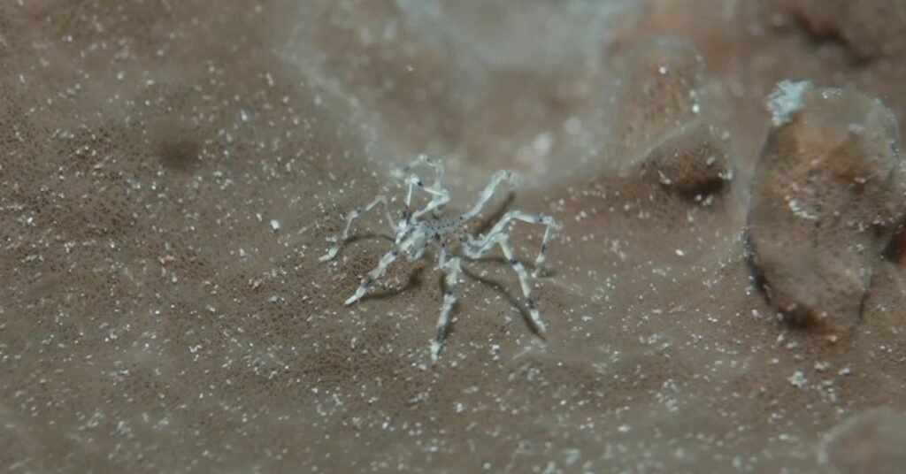 sea spider bite