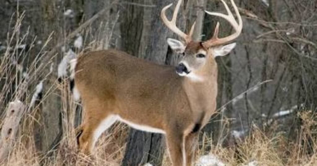 sioux city iowa wildlife