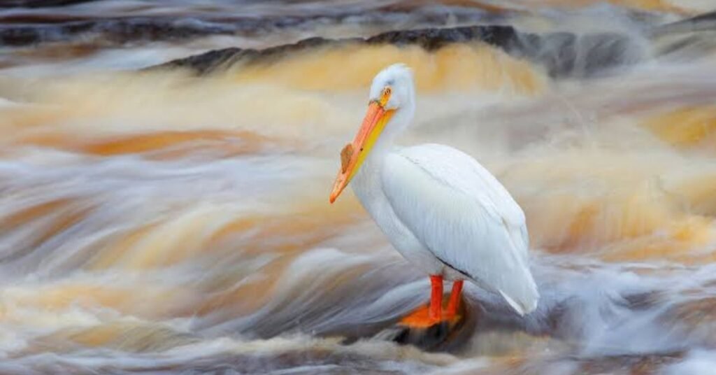 sioux city iowa wildlife