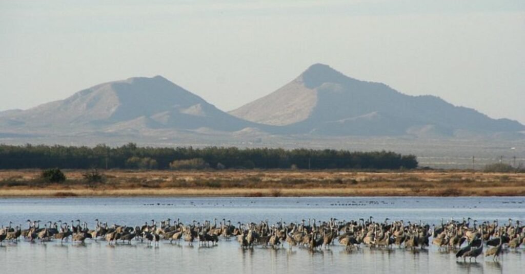 whitewater draw wildlife area