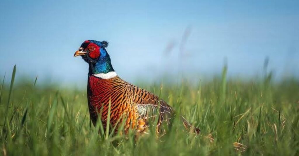 wildlife grains