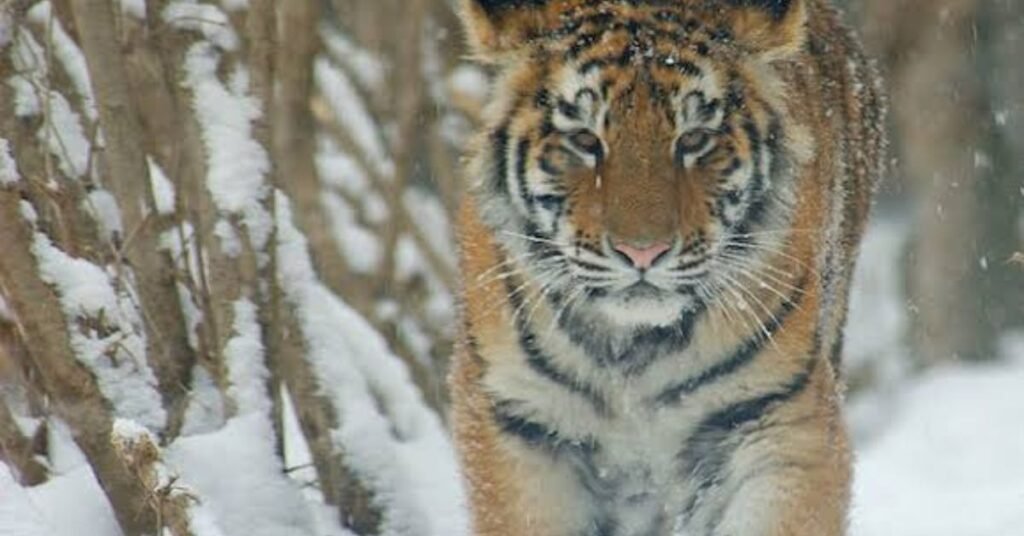wildlife in coniferous forest