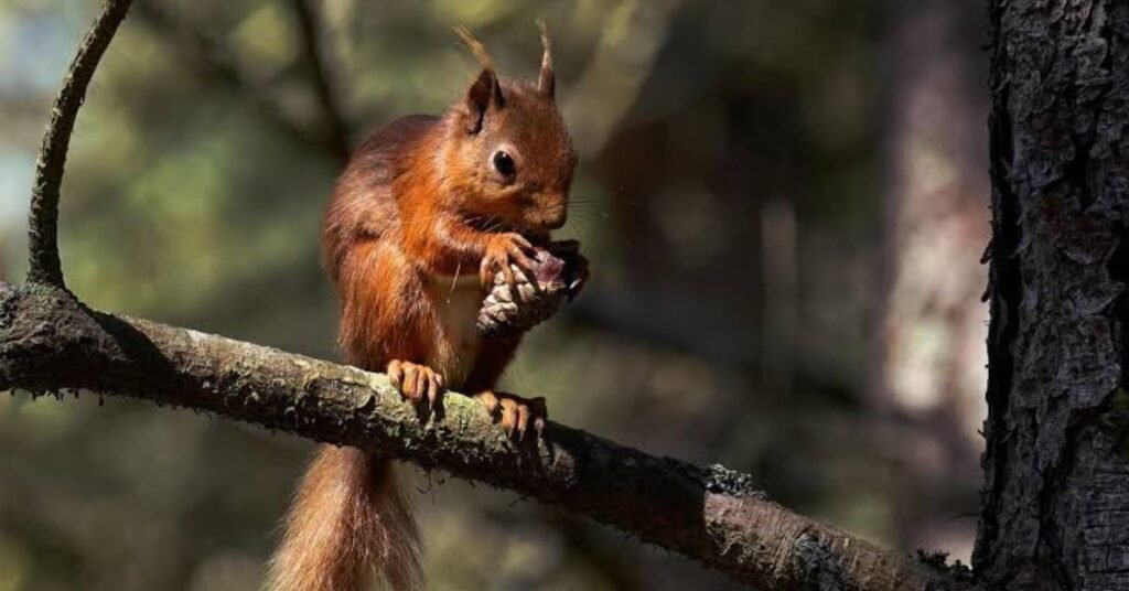wildlife in coniferous forest