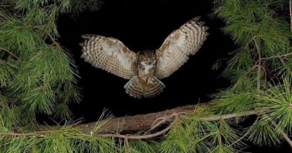 wildlife in coniferous forest