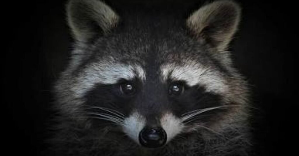 wildlife night