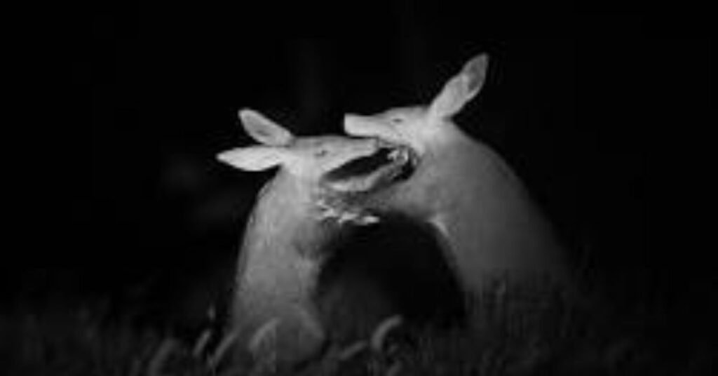 wildlife night