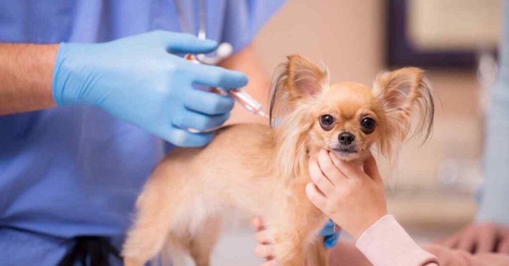 pet vaccination guide