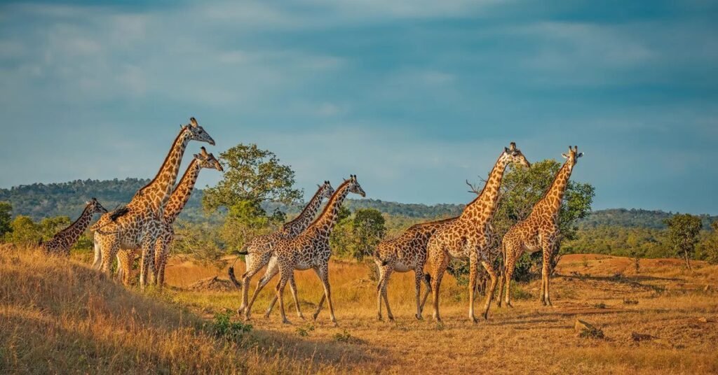 Best safari destinations