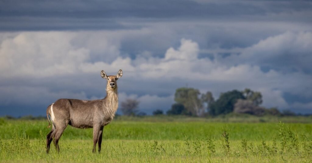 DSLR for wildlife photography