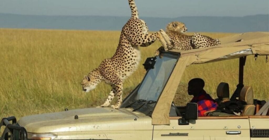 Kenya safari packages