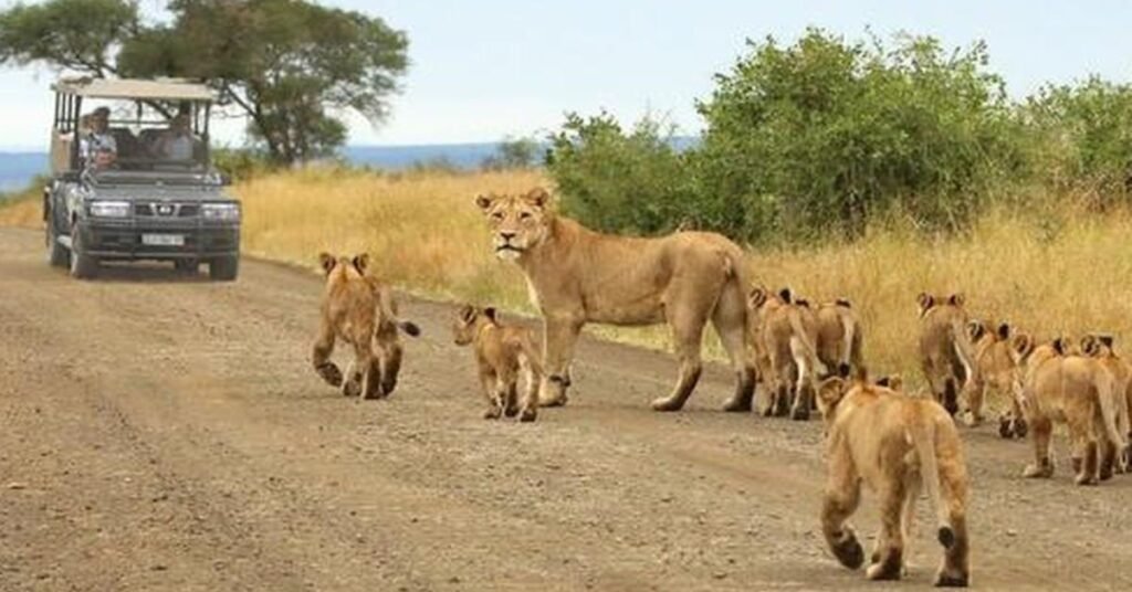 South Africa wildlife safari