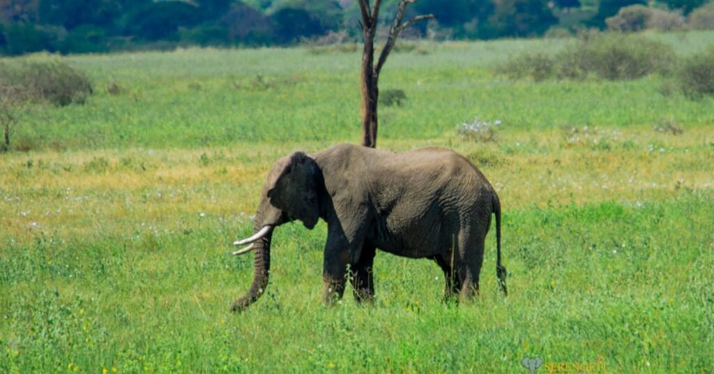 Tanzania safari cost
