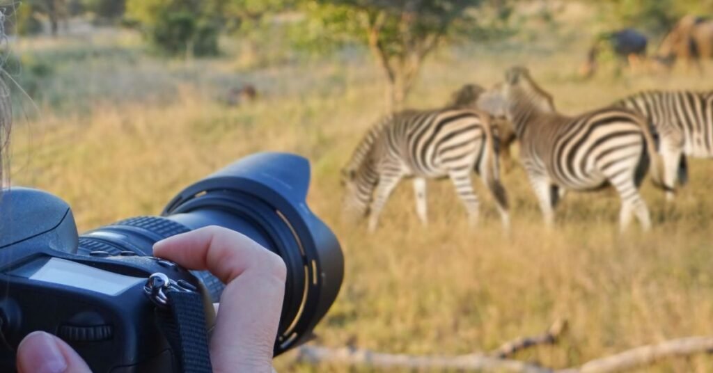 Wildlife photography tours