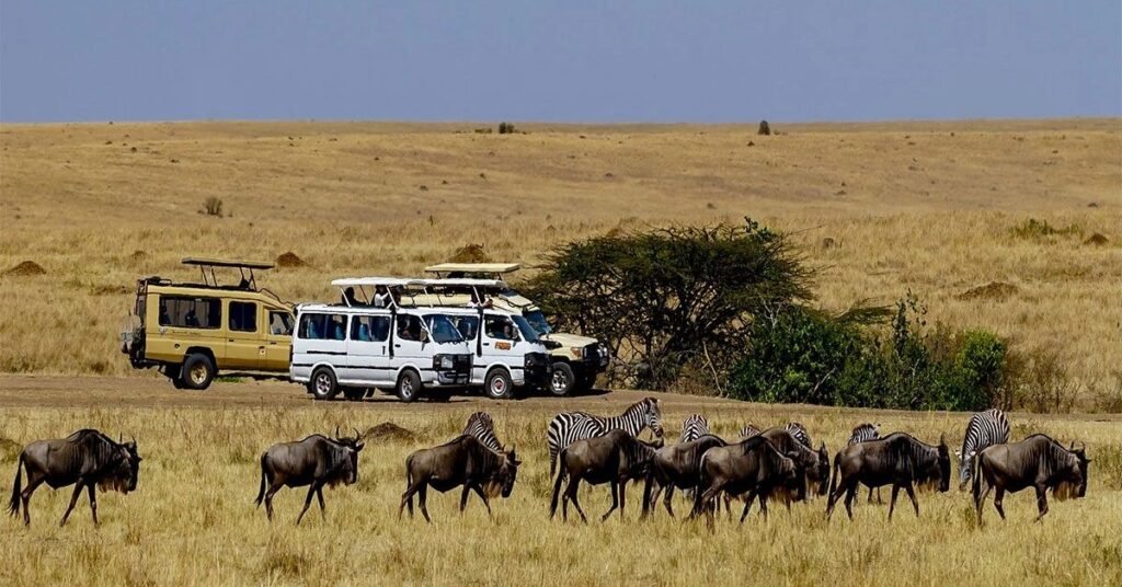 Wildlife travel insurance